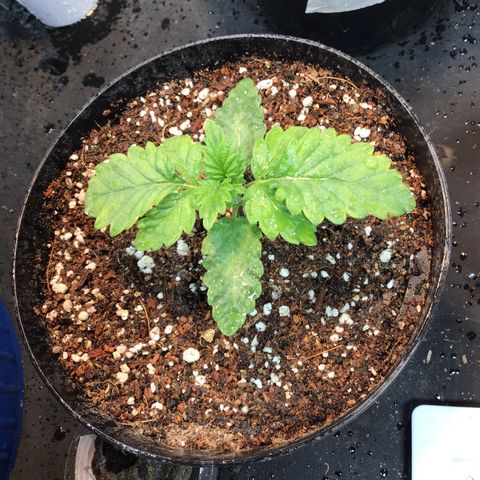 Tropicanna cookies #1 #1 growlog timeline photo