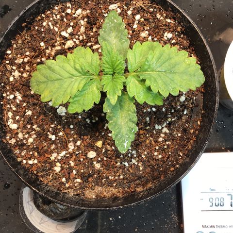 Tropicanna cookies #1 #1 growlog timeline photo