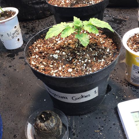 Tropicanna cookies #1 #1 growlog timeline photo