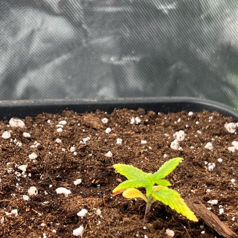 Ganja Fast bud Varietà sconosciuta  growlog timeline photo