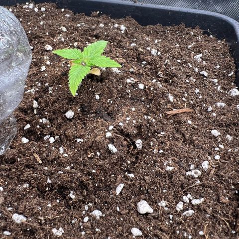 Ganja Fast bud Varietà sconosciuta  growlog timeline photo