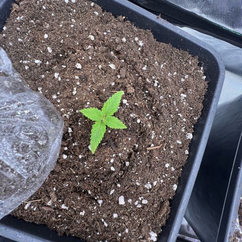 Ganja Fast bud Varietà sconosciuta  growlog timeline photo