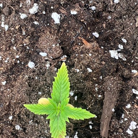 Ganja Fast bud Varietà sconosciuta  growlog photo: Fast bud mix pack