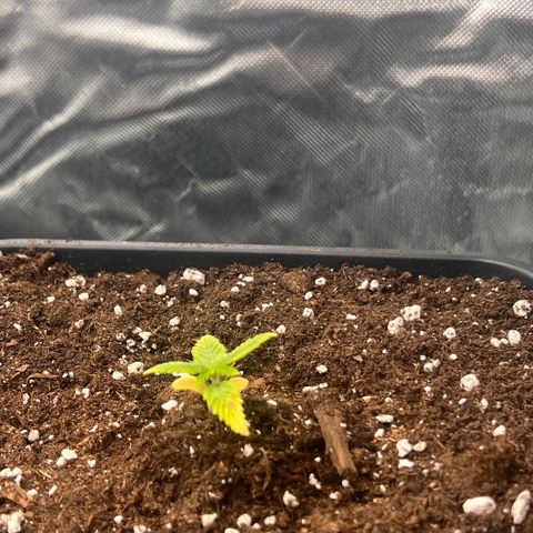 Ganja Fast bud Varietà sconosciuta  growlog photo: Fast bud mix pack