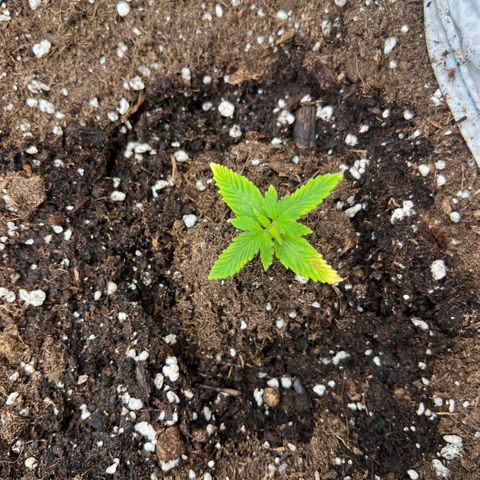 Ganja Fast bud Varietà sconosciuta  growlog photo: Fast bud mix pack