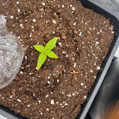  Jane fast bud sconosciuta growlog timeline photo
