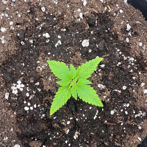  Jane fast bud sconosciuta growlog timeline photo
