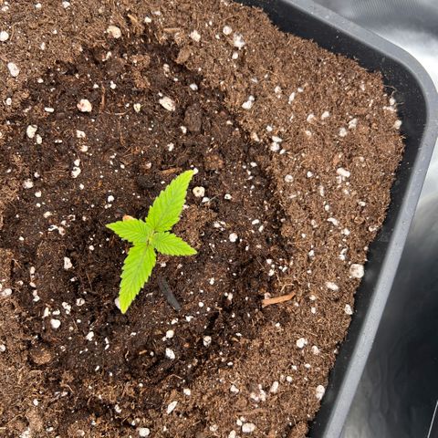  Jane fast bud sconosciuta growlog timeline photo