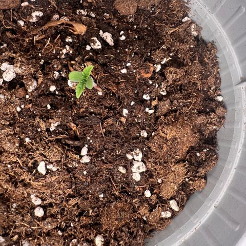 Mary mix pack fast bud growlog photo: Giorno 2