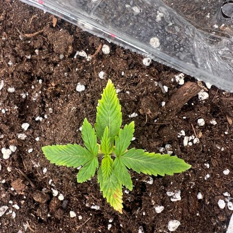 Ganja Fast bud Varietà sconosciuta  growlog timeline photo