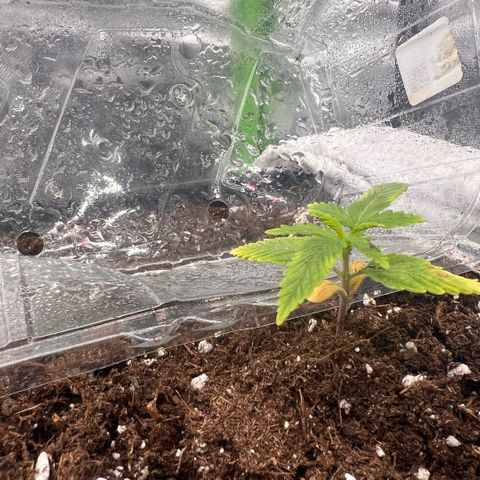 Ganja Fast bud Varietà sconosciuta  growlog timeline photo