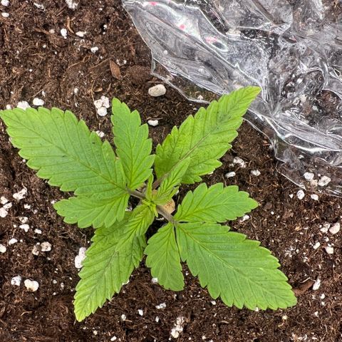  Jane fast bud sconosciuta growlog timeline photo