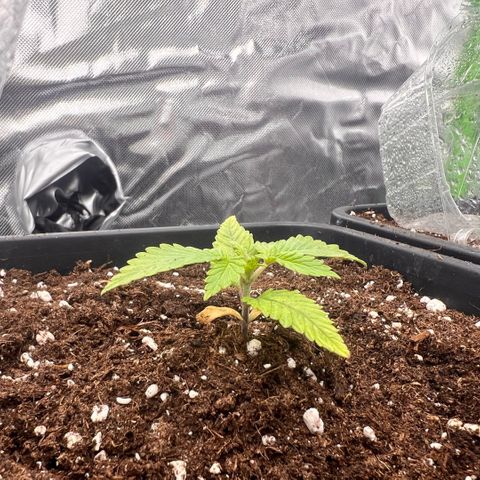 Ganja Fast bud Varietà sconosciuta  growlog timeline photo