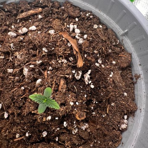 Mary mix pack fast bud growlog photo: Giorno 3