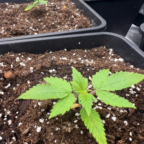  Jane fast bud sconosciuta growlog timeline photo