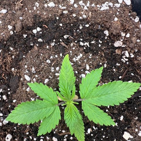  Jane fast bud sconosciuta growlog timeline photo