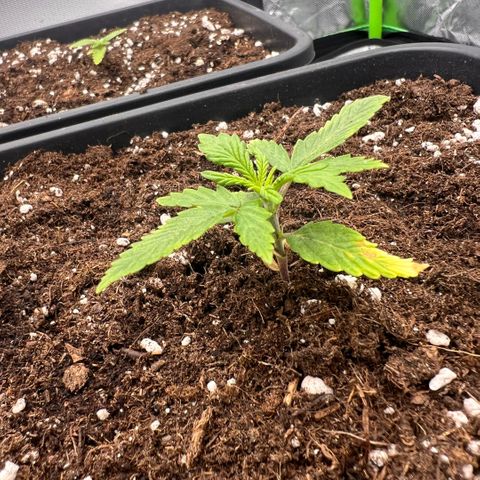 Ganja Fast bud Varietà sconosciuta  growlog timeline photo