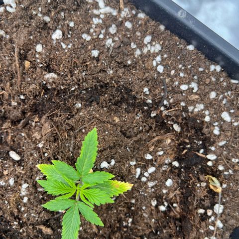 Ganja Fast bud Varietà sconosciuta  growlog timeline photo
