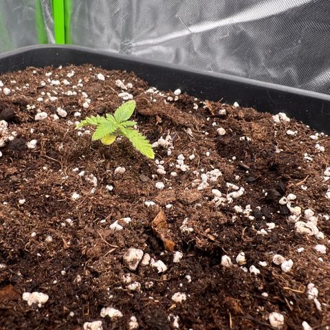 Ganja Fast bud Varietà sconosciuta  growlog timeline photo