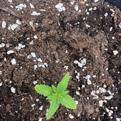 Ganja Fast bud Varietà sconosciuta  growlog timeline photo