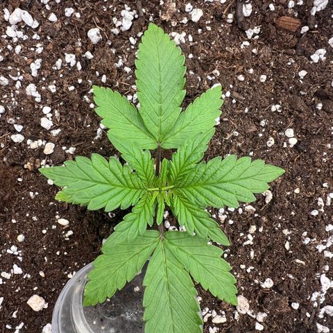  Jane fast bud sconosciuta growlog timeline photo