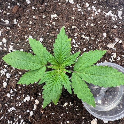  Jane fast bud sconosciuta growlog timeline photo
