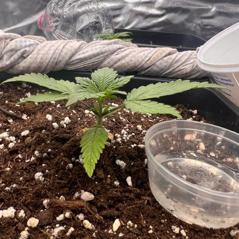  Jane fast bud sconosciuta growlog timeline photo