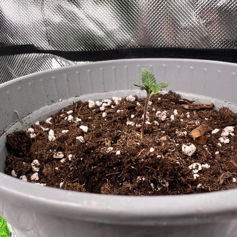 Mary mix pack fast bud growlog timeline photo