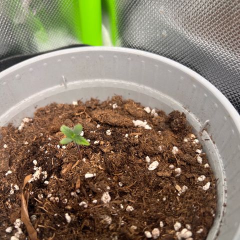 Mary mix pack fast bud growlog timeline photo