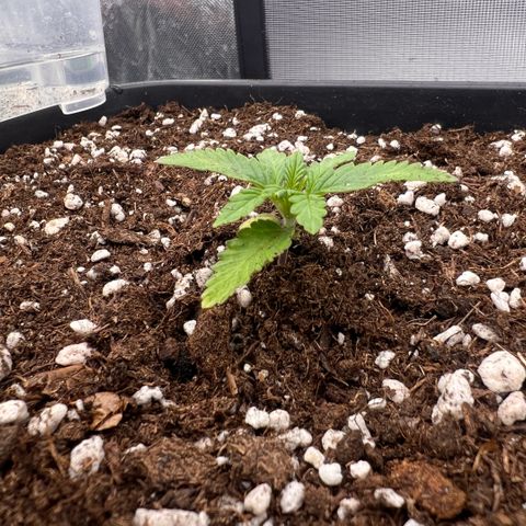 Ganja Fast bud Varietà sconosciuta  growlog timeline photo