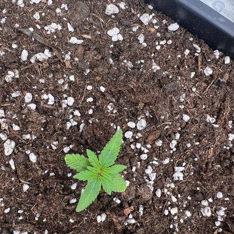 Ganja Fast bud Varietà sconosciuta  growlog timeline photo
