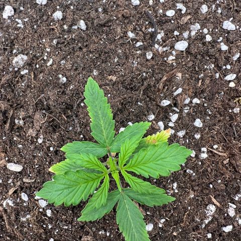 Ganja Fast bud Varietà sconosciuta  growlog timeline photo