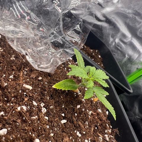 Ganja Fast bud Varietà sconosciuta  growlog timeline photo