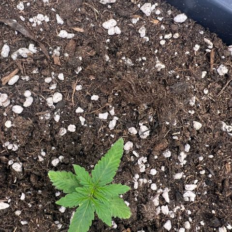 Ganja Fast bud Varietà sconosciuta  growlog timeline photo