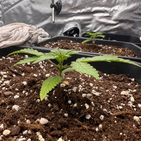 Ganja Fast bud Varietà sconosciuta  growlog timeline photo