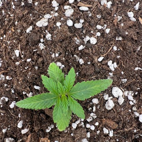Ganja Fast bud Varietà sconosciuta  growlog timeline photo