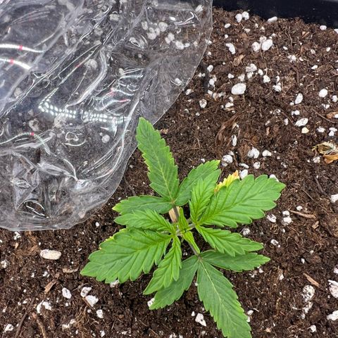 Ganja Fast bud Varietà sconosciuta  growlog timeline photo