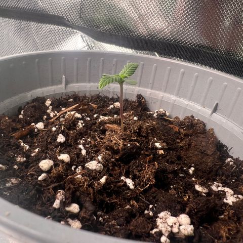 Mary mix pack fast bud growlog timeline photo