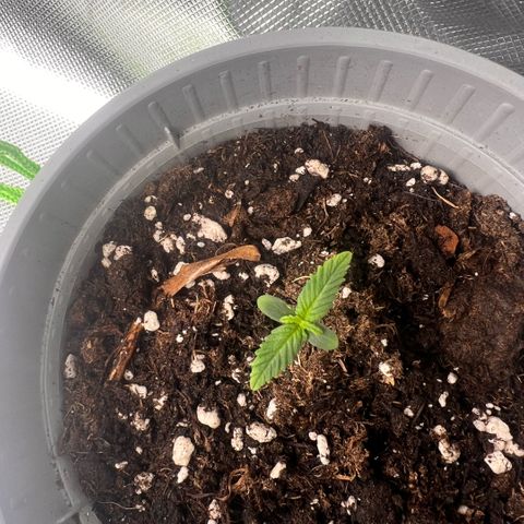 Mary mix pack fast bud growlog timeline photo