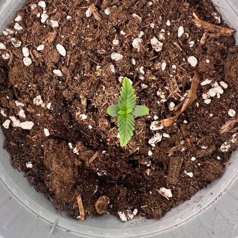 Mary mix pack fast bud growlog timeline photo
