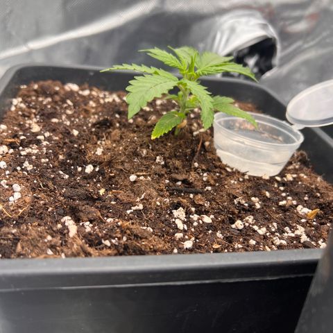 Ganja Fast bud Varietà sconosciuta  growlog timeline photo