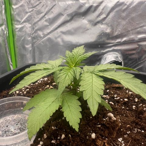 Ganja Fast bud Varietà sconosciuta  growlog timeline photo