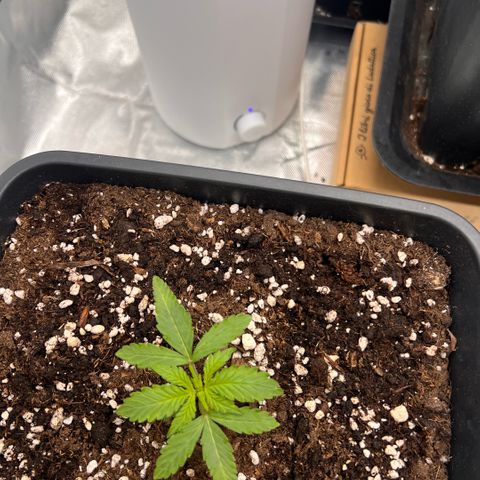 Ganja Fast bud Varietà sconosciuta  growlog timeline photo