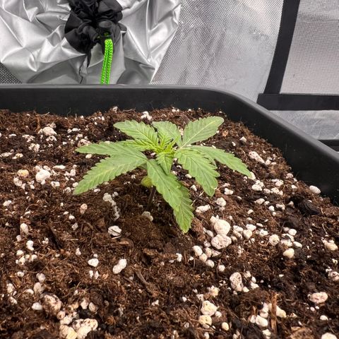 Ganja Fast bud Varietà sconosciuta  growlog timeline photo