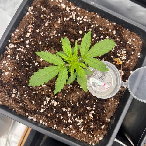 Ganja Fast bud Varietà sconosciuta  growlog timeline photo
