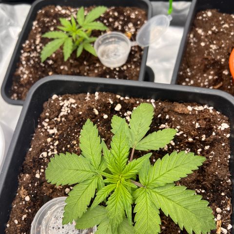  Jane fast bud sconosciuta growlog timeline photo