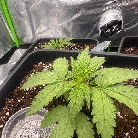  Jane fast bud sconosciuta growlog timeline photo