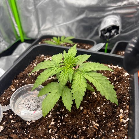  Jane fast bud sconosciuta growlog timeline photo