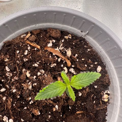 Mary mix pack fast bud growlog photo: Giorno 7