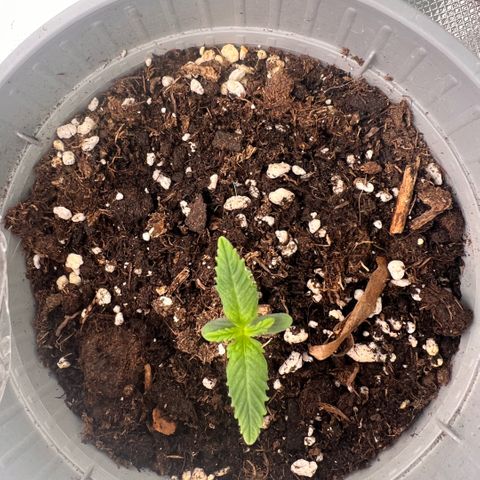 Mary mix pack fast bud growlog timeline photo